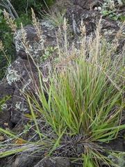 Eragrostis variabilis, photograph (c) Kevin Faccenda, some rights reserved (CC BY)