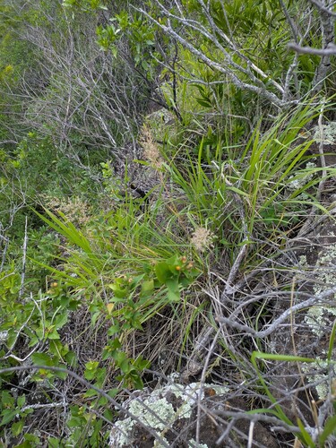 Eragrostis variabilis, photograph 6