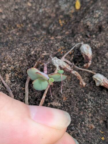 Kalanchoe laxiflora