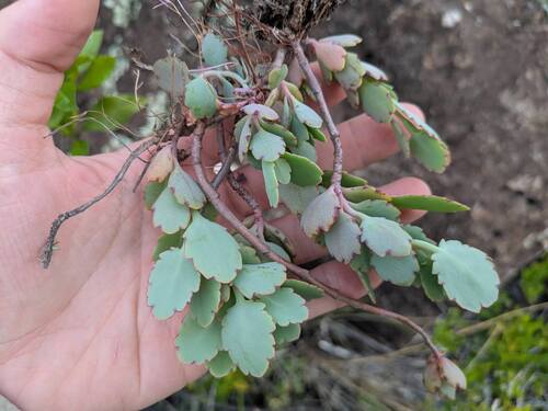Kalanchoe laxiflora
