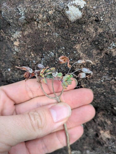 Kalanchoe laxiflora