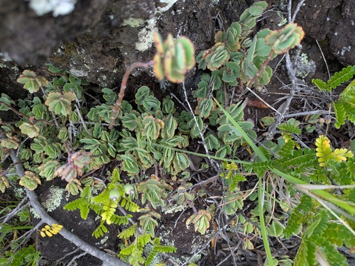Kalanchoe laxiflora