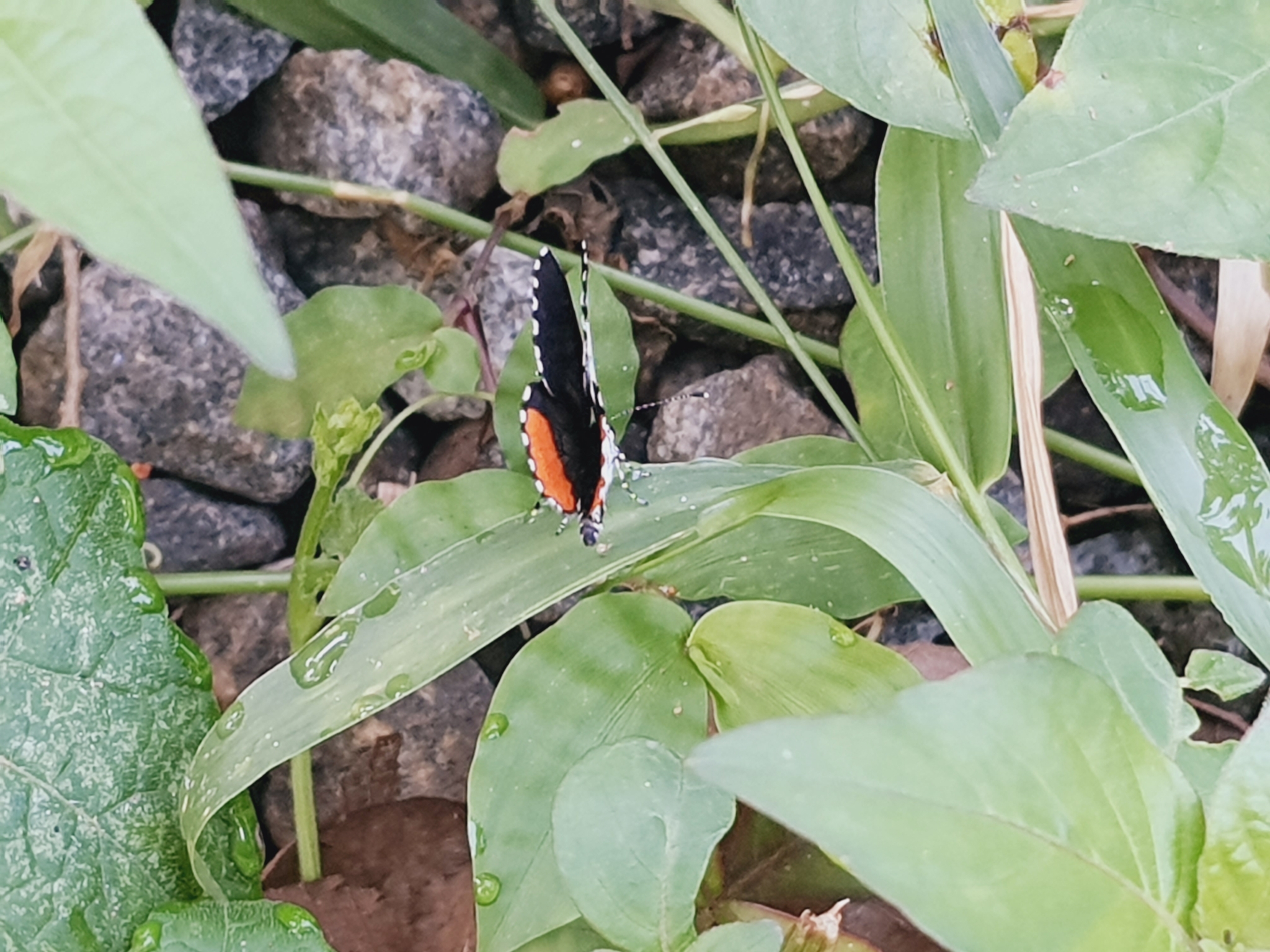 Red Pierrot