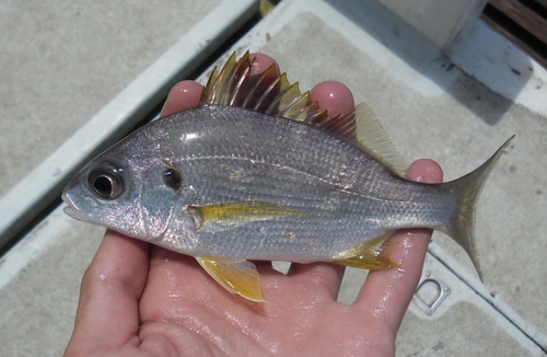 Bastard grunt (Pomadasys incisus) — Haemulidae — 2