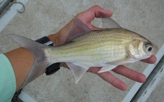 Lesser African Threadfin photo 2