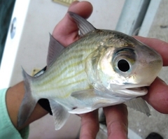 Lesser African Threadfin photo 4