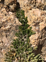 Selaginella watsonii