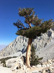 Pinus balfouriana austrina