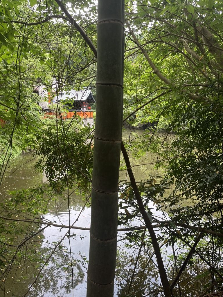 Phyllostachys edulis