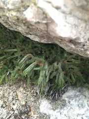 Selaginella watsonii