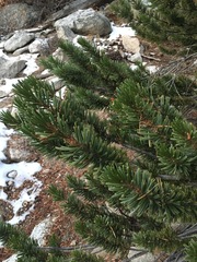Pinus balfouriana austrina
