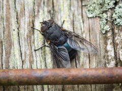 Calliphora quadrimaculata
