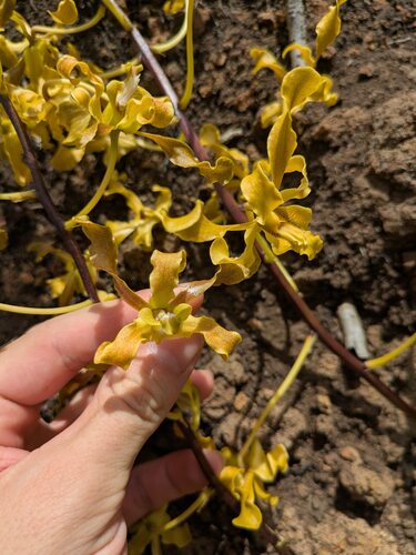 Dendrobium discolor observed 2025-06-04