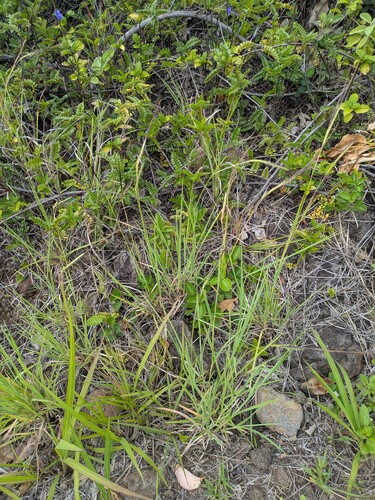 Heteropogon contortus observed 2025-06-04