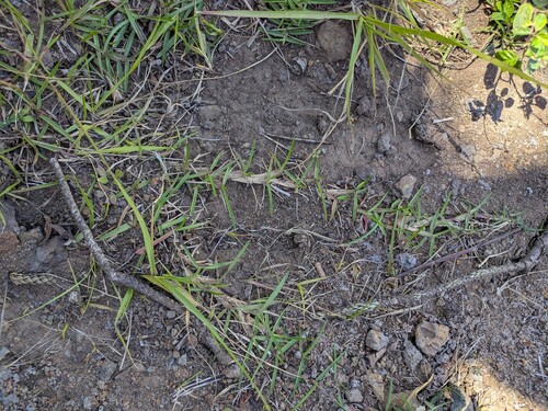 Eremochloa ophiuroides observed 2025-06-04