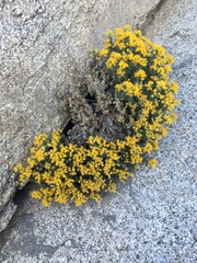 Ericameria cuneata cuneata