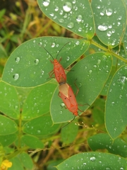 Dysdercus evanescens