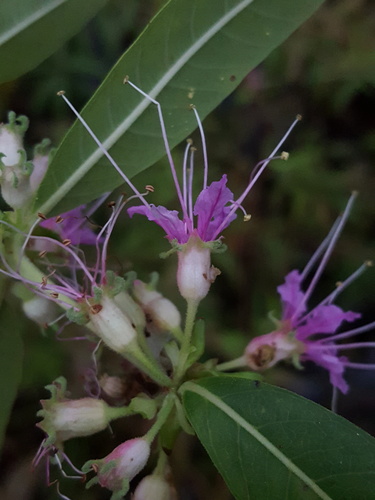 Decodon verticillatus image