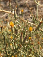 Leucosyris carnosa
