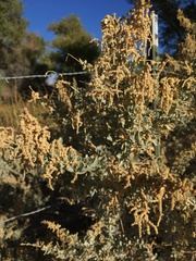 Atriplex torreyi
