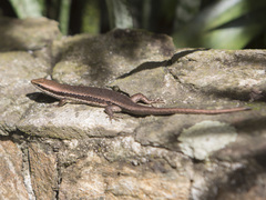 Copeoglossum nigropunctatum