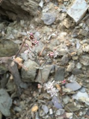 Eriogonum panamintense