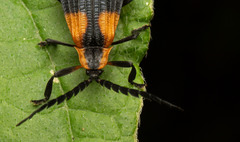 Calopteron reticulatum