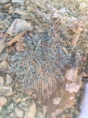 Astragalus calycosus calycosus