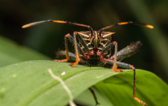 Leptoglossus lineosus