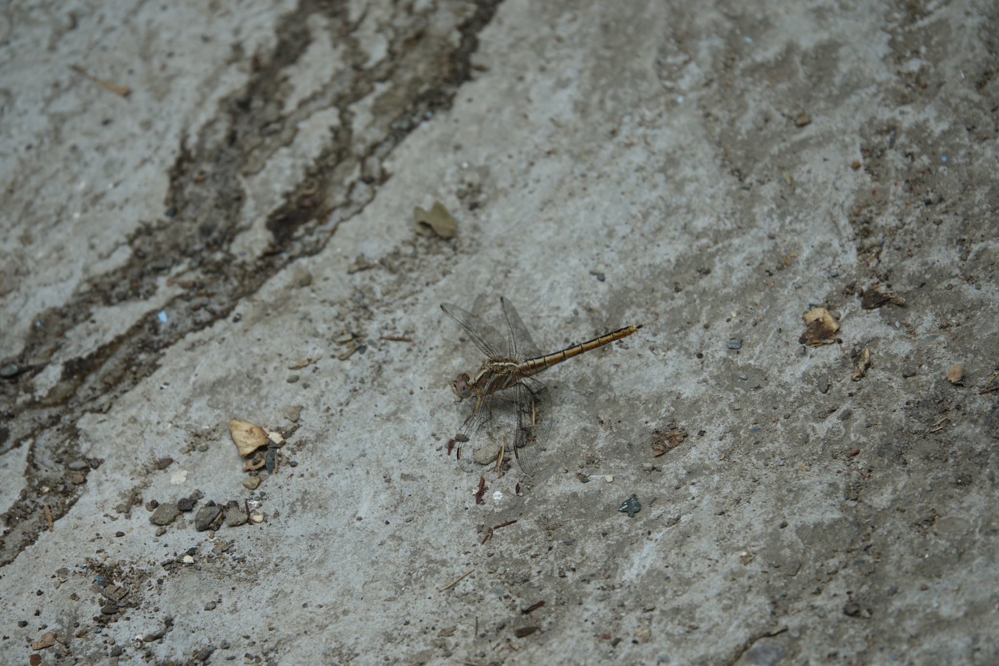 Small Skimmer