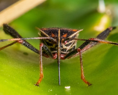 Leptoglossus lineosus