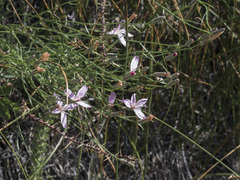 Stephanomeria tenuifolia