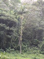 Archontophoenix alexandrae