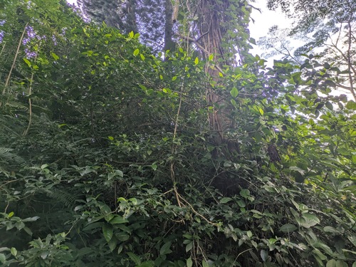 Dendrocnide vitiensis observed 2025-06-06