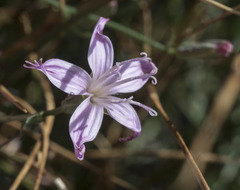 Stephanomeria tenuifolia