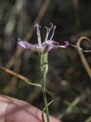 Stephanomeria tenuifolia