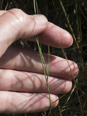 Stephanomeria tenuifolia