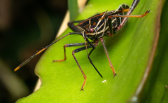Leptoglossus lineosus