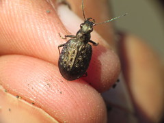 Opisthius richardsoni