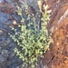 Inyo Rockdaisy - Photo (c) Matt Berger, some rights reserved (CC BY)