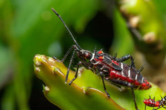 Leptoglossus lineosus