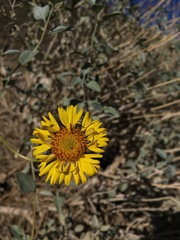 Encelia virginensis