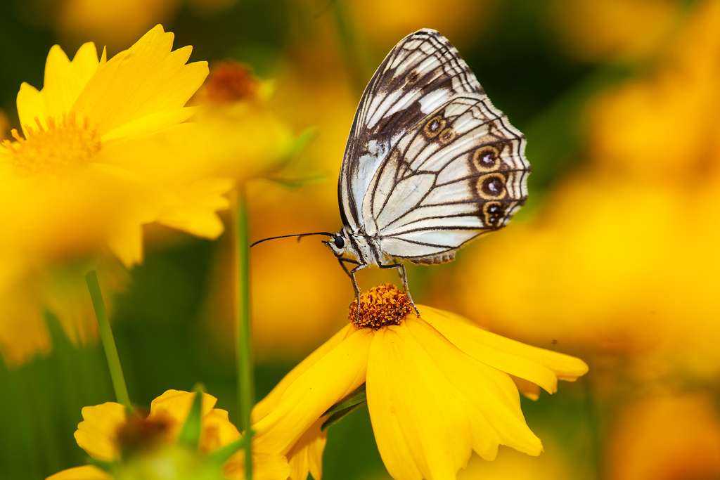 Melanargia lugens