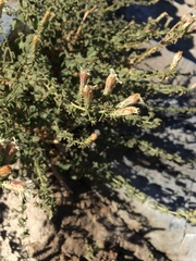 Brickellia microphylla microphylla