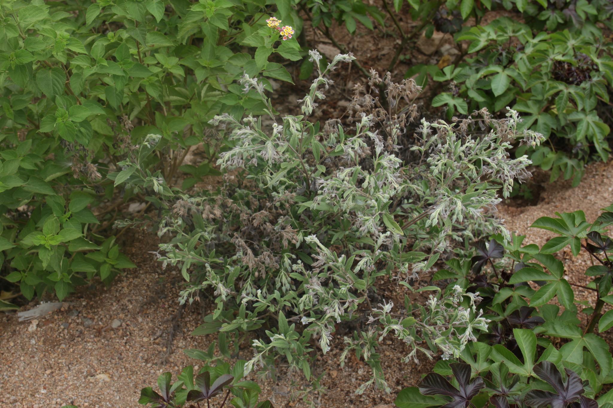 Trichodesma zeylanicum (Trichodesma zeylanicum)