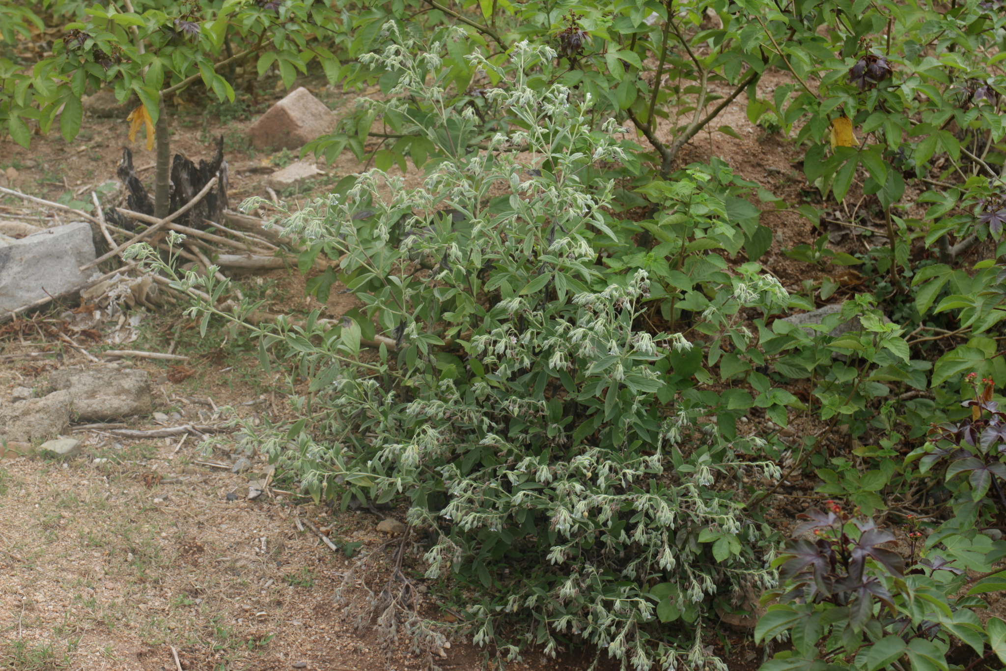 Trichodesma zeylanicum — ảnh 2