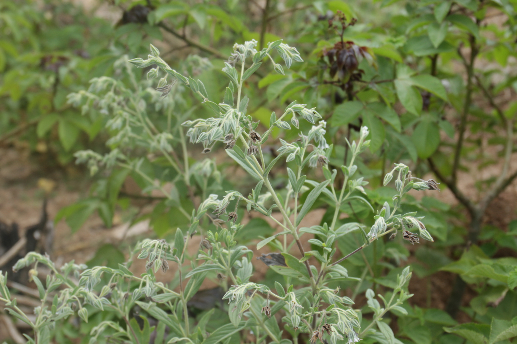 Trichodesma zeylanicum — ảnh 3