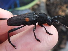 Tragidion coquus