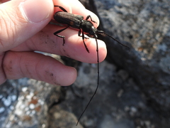Tragidion coquus