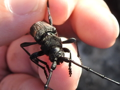 Tragidion coquus